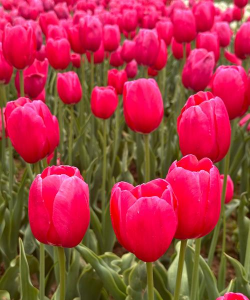 小众送妈妈的花有哪些花