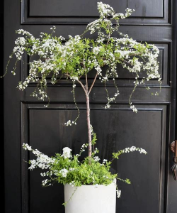 喷雪花耐寒最低多少度