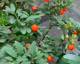 小众送妈妈的花有哪些花