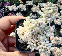 小众送妈妈的花有哪些花