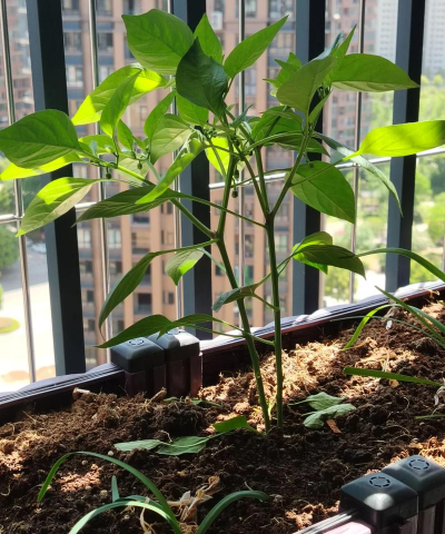 辣椒种植小朱怎么种植