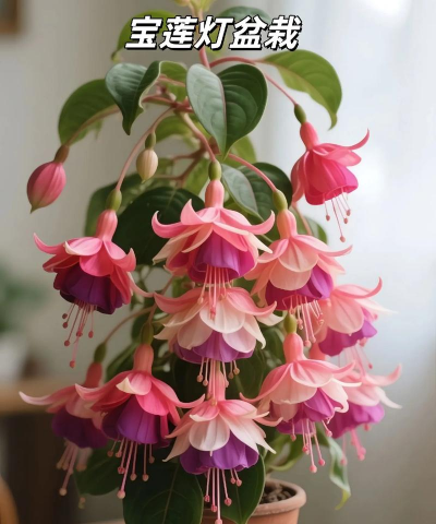 宝莲灯花喜欢什么环境