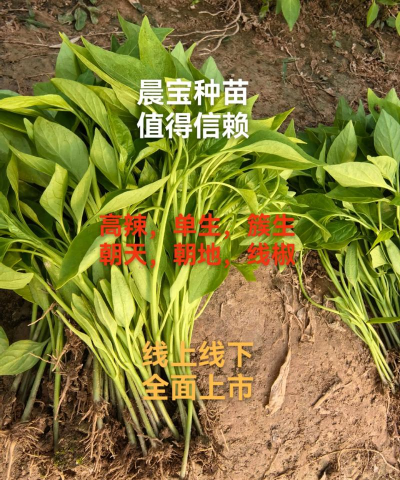 种植小米辣椒怎么种植