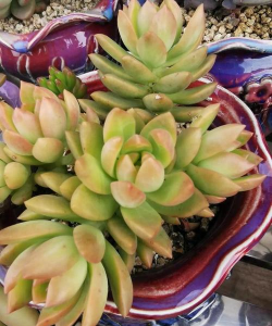 小众送妈妈的花有哪些花