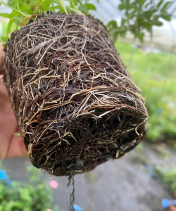 小众送妈妈的花有哪些花