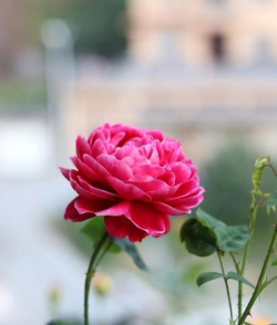 小众送妈妈的花有哪些花