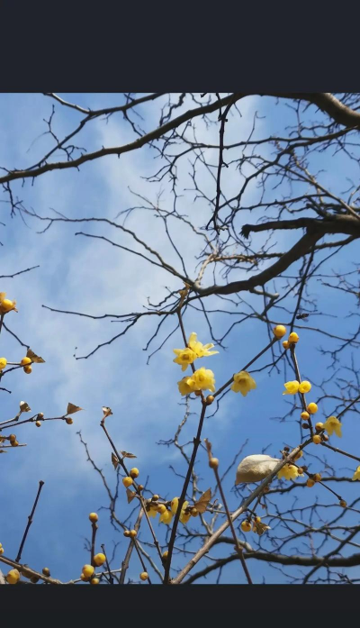 小众送妈妈的花有哪些花
