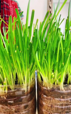 小众送妈妈的花有哪些花