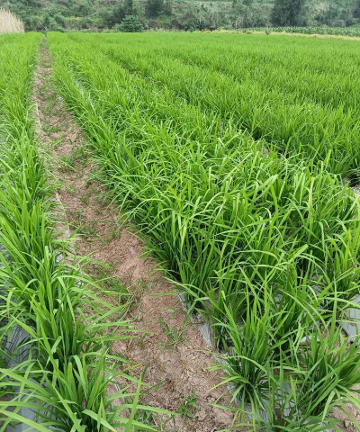 小众送妈妈的花有哪些花