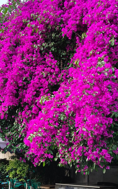 路边夏天的花有哪些花