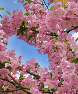 小众送妈妈的花有哪些花