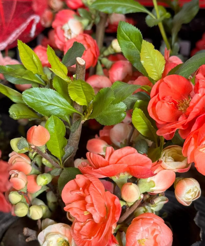 小众送妈妈的花有哪些花