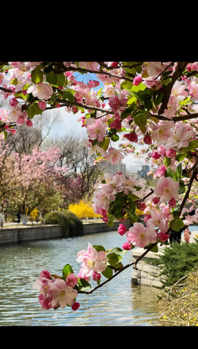 小众送妈妈的花有哪些花