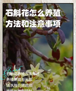 小众送妈妈的花有哪些花