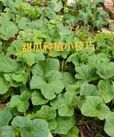 种植教程甜瓜怎么种植