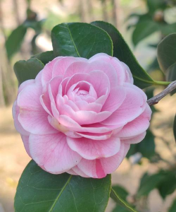 开粉花的花有哪些