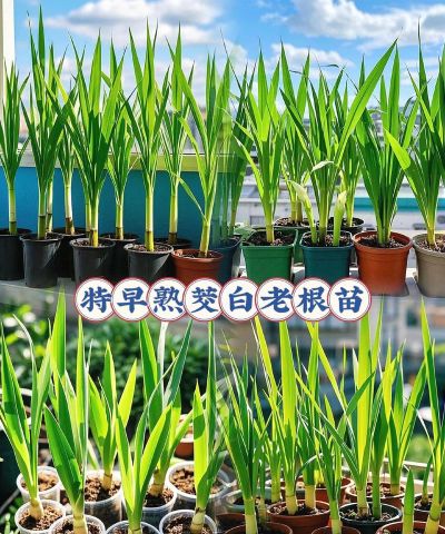 茭白种植怎么种植