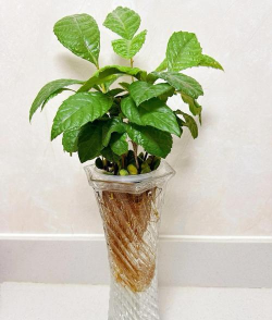 小众送妈妈的花有哪些花