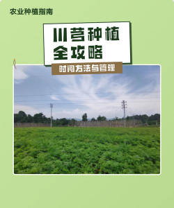 种植基地川芎怎么种植