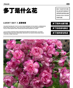 小众送妈妈的花有哪些花