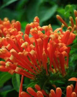 小众送妈妈的花有哪些花