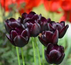 小众送妈妈的花有哪些花