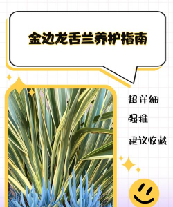 金边龙舌兰怎么修剪