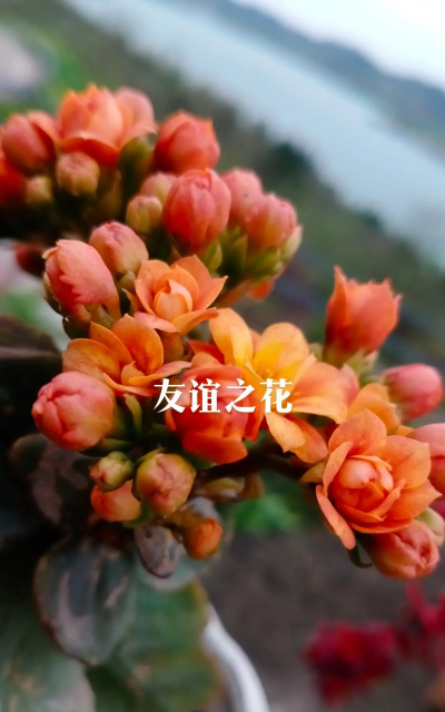 表示挚友的花有哪些花