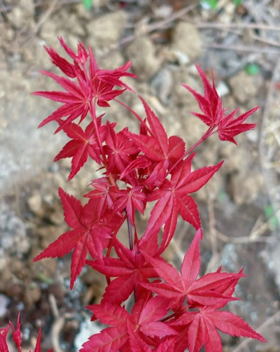 鸡爪槭是什么花木