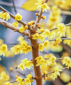 小众送妈妈的花有哪些花