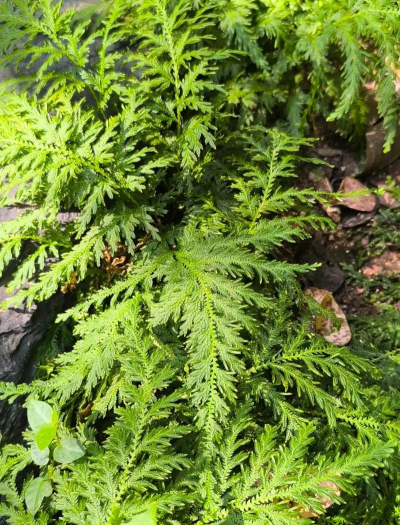 小众送妈妈的花有哪些花