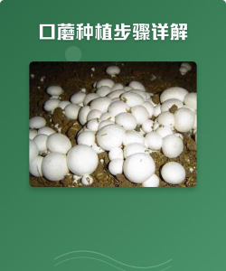 种植蘑菇口蘑怎么种植