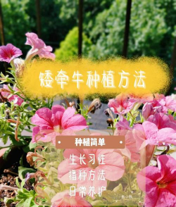 小众送妈妈的花有哪些花