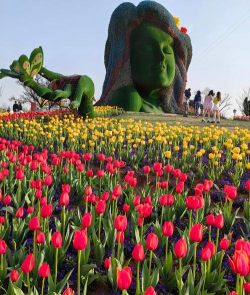 小众送妈妈的花有哪些花