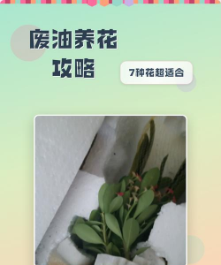 小众送妈妈的花有哪些花