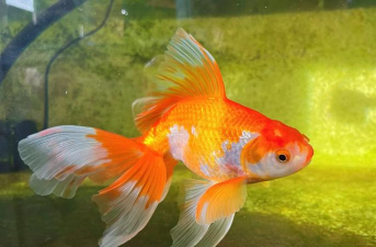 秋天适合养什么金鱼