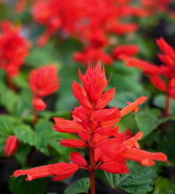 小众送妈妈的花有哪些花