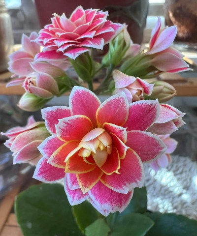 小众送妈妈的花有哪些花