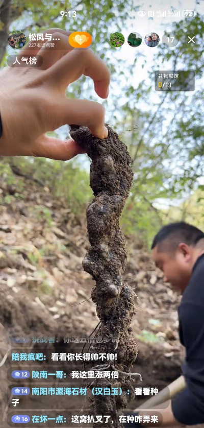 种植猪苓怎么种植呢