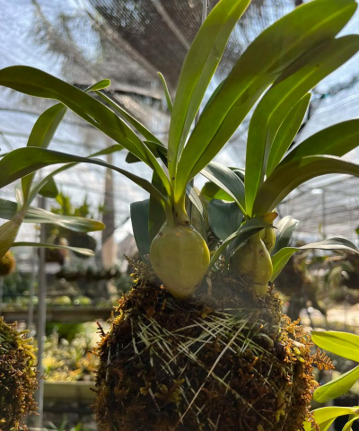 小众送妈妈的花有哪些花