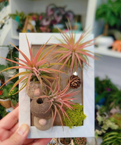 空气凤梨是什么植物