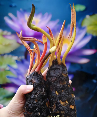 小众送妈妈的花有哪些花