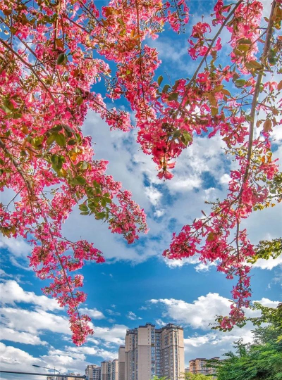 攀枝花秋天有哪些花