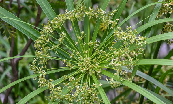 小众送妈妈的花有哪些花