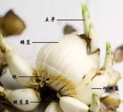 小众送妈妈的花有哪些花