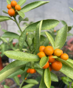 小众送妈妈的花有哪些花