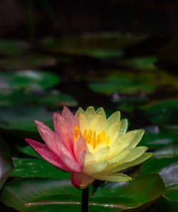 小众送妈妈的花有哪些花