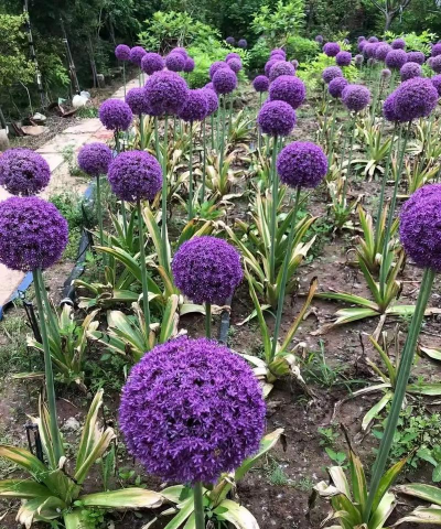 小众送妈妈的花有哪些花