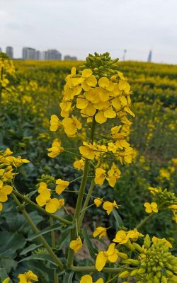 小众送妈妈的花有哪些花