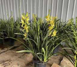 小众送妈妈的花有哪些花